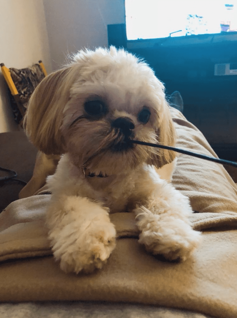 Image of Harley Jo